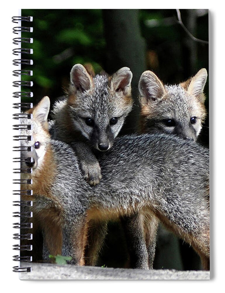 Kit Fox Spiral Notebook featuring the photograph Kit Fox10 by Torie Tiffany
