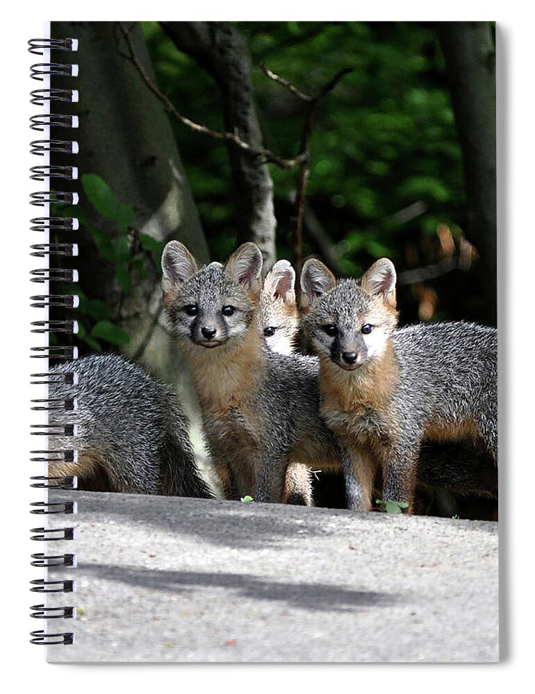 Kit Fox Spiral Notebook featuring the photograph Kit Fox9 by Torie Tiffany