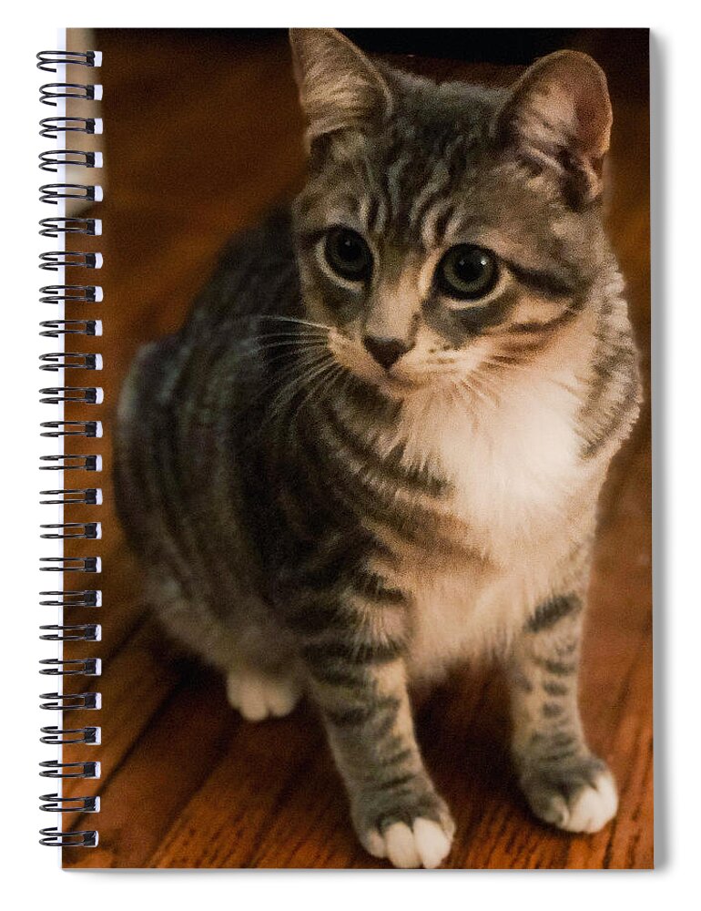 Kitten Spiral Notebook featuring the photograph Kitten Portrait Color by Nicole Pedra