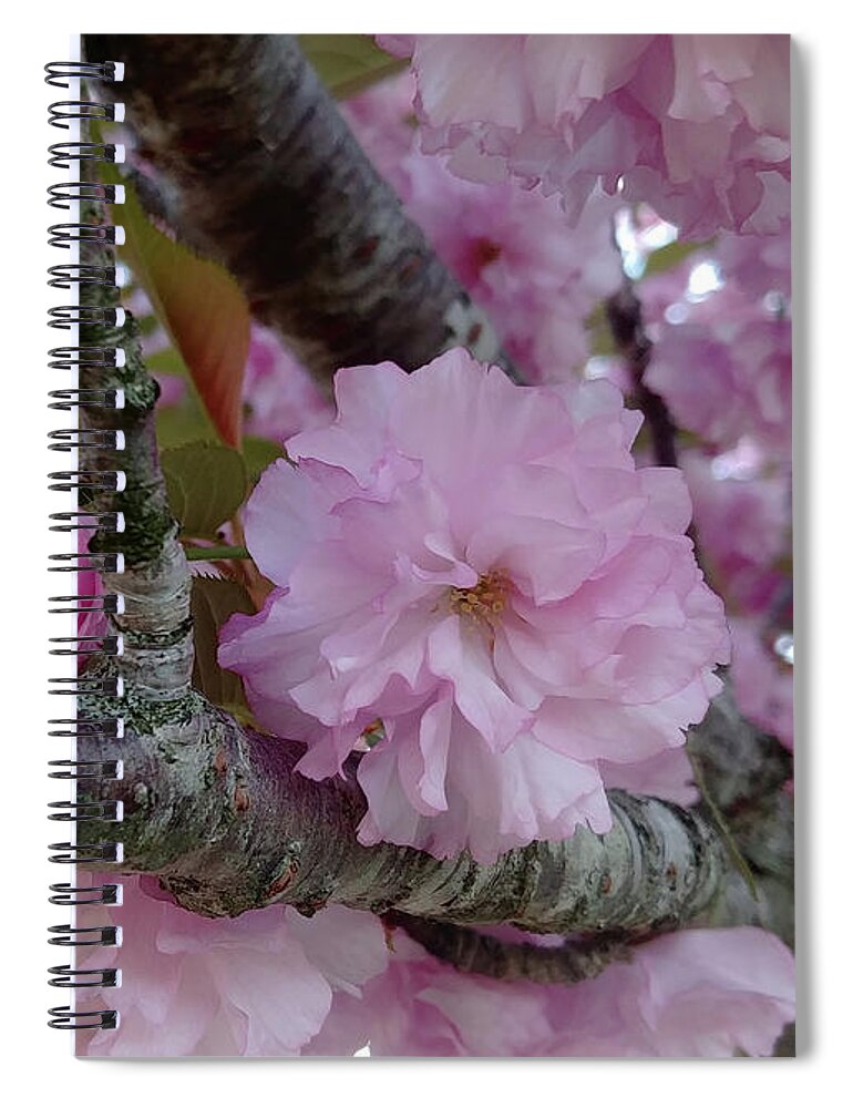 Cherry Tree Spiral Notebook featuring the photograph Kwanzan Cherry Blossoms In Their Prime by Kristin Aquariann