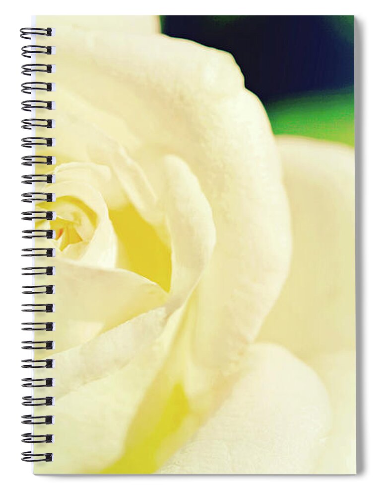 Rose; Flower; White Rose; Cream Rose; Close-up; Vintage; Cross-process; Horizontal; Spiral Notebook featuring the photograph La Rose de Reve by Tina Uihlein