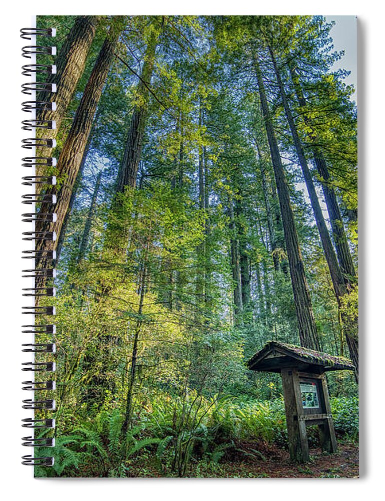 Lady Bird Johnson Grove Nature Trail Redwood Forest Spiral Notebook featuring the photograph Lady Bird Johnson Grove Nature Trail Redwood Forest by Dustin K Ryan