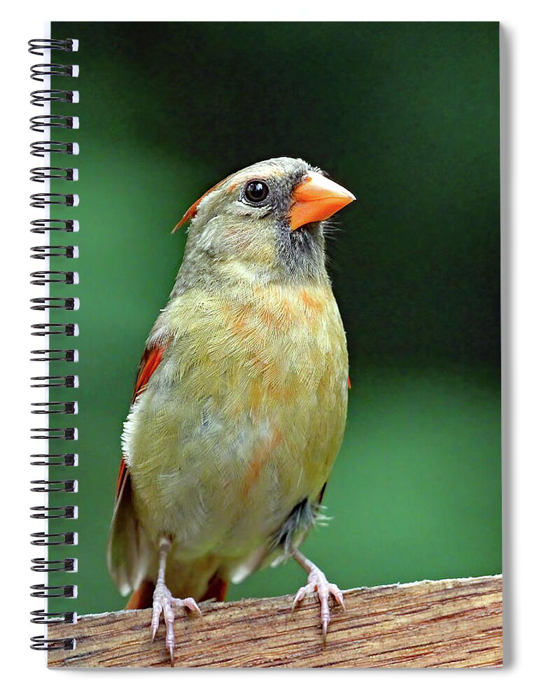 North Carolina Spiral Notebook featuring the photograph Lady Cardinal by Jennifer Robin