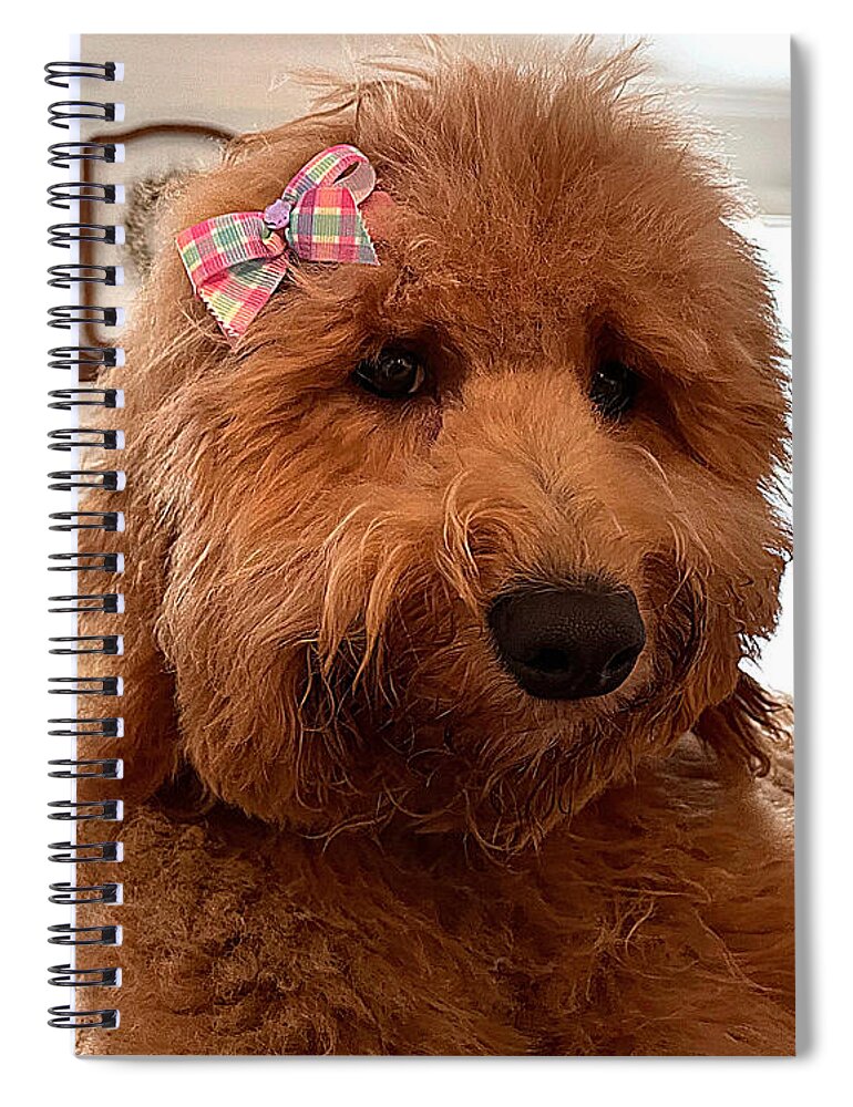 Goldendoodle Spiral Notebook featuring the photograph Ladybird by Lee Darnell