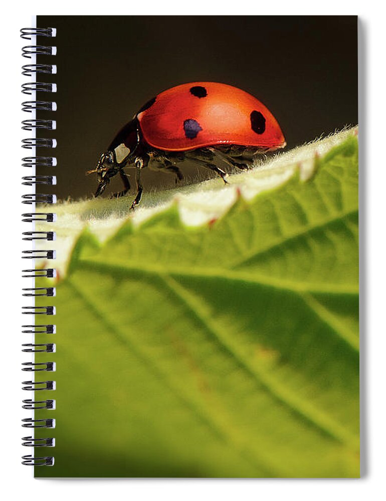 Ladybug Spiral Notebook featuring the photograph Ladybug on a leaf by Naomi Maya