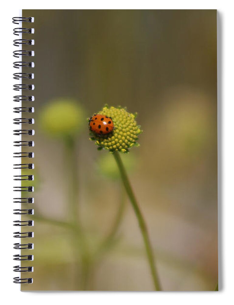 Red Spiral Notebook featuring the photograph Ladybug on Lemon Yellow Wildflowers Coachella Valley Wildlife Preserve by Colleen Cornelius