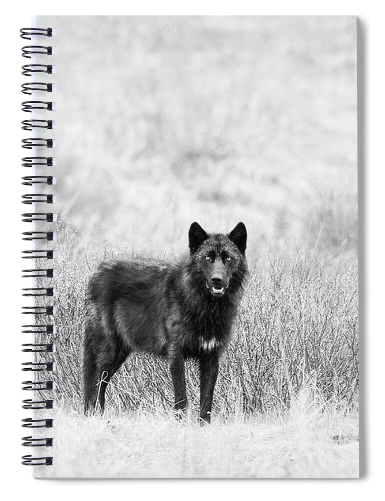 Gray Wolf Spiral Notebook featuring the photograph Lamar Wolf Monochrome by Max Waugh