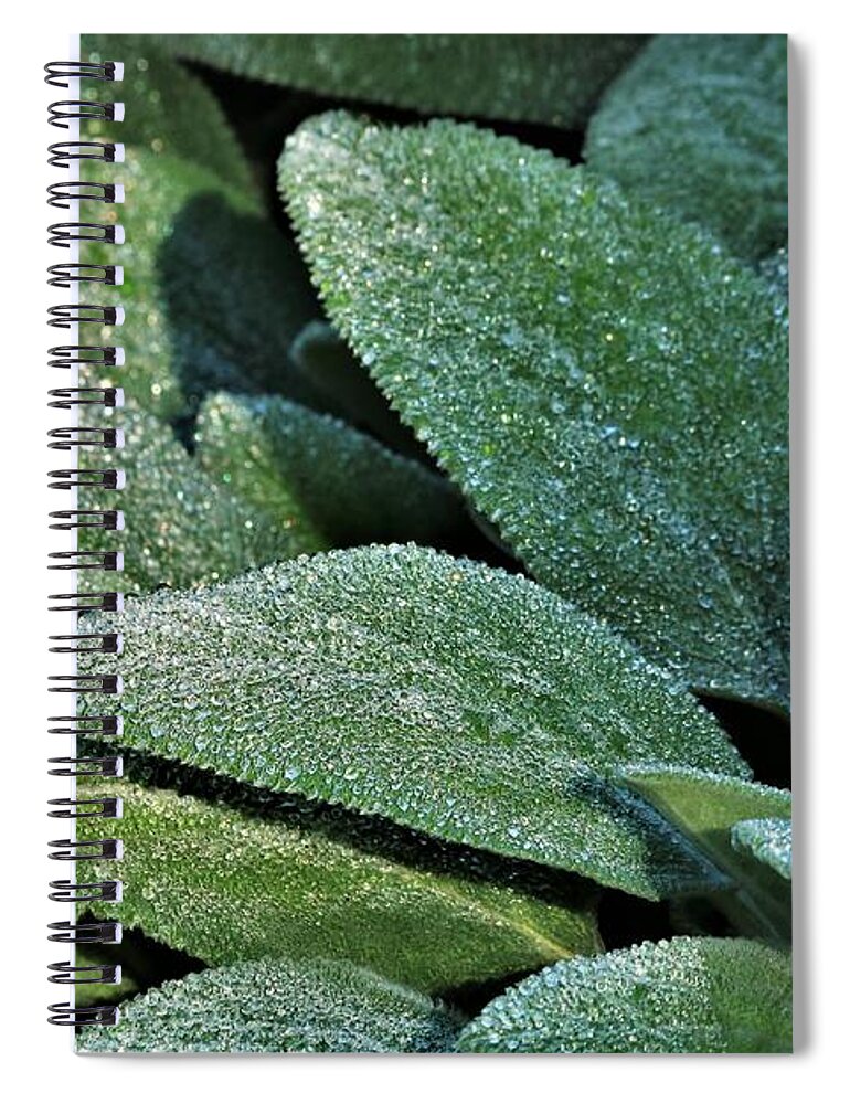 Nature Spiral Notebook featuring the photograph Lamb's Ear and Dew by Sheila Brown