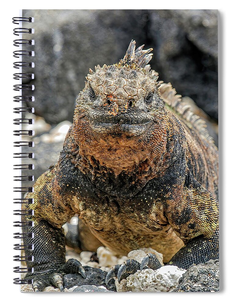 Adjectives# Spiral Notebook featuring the photograph Close-up photography of a Galapagos Land Iguana by Henri Leduc