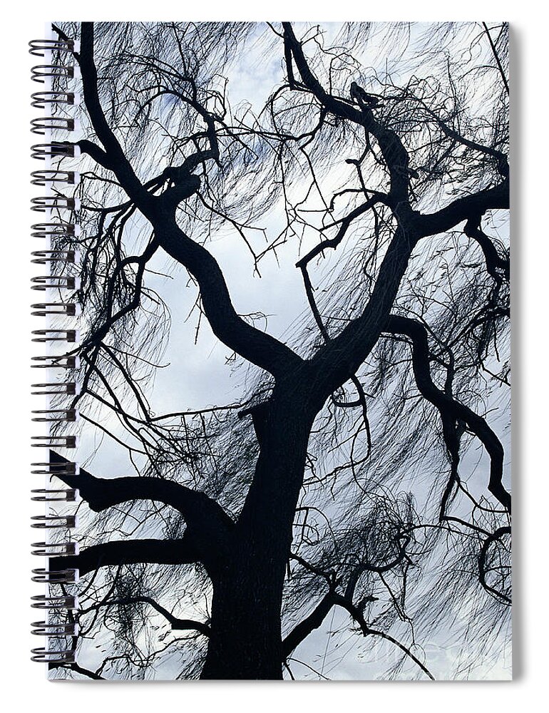 Tree Spiral Notebook featuring the photograph bare trees photography - Willow Tree in Winter by Sharon Hudson