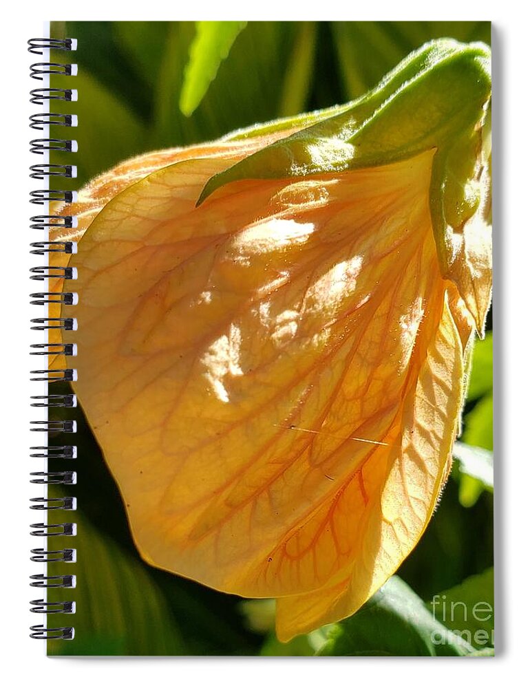 Beautiful Lantern Blossom Spiral Notebook featuring the photograph Lantern Light by Anita Adams