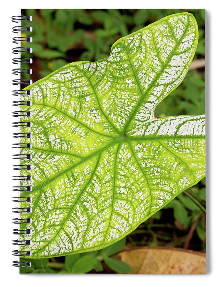 Dakak Philippines Spiral Notebook featuring the photograph Large Caladium Leaf by David Desautel