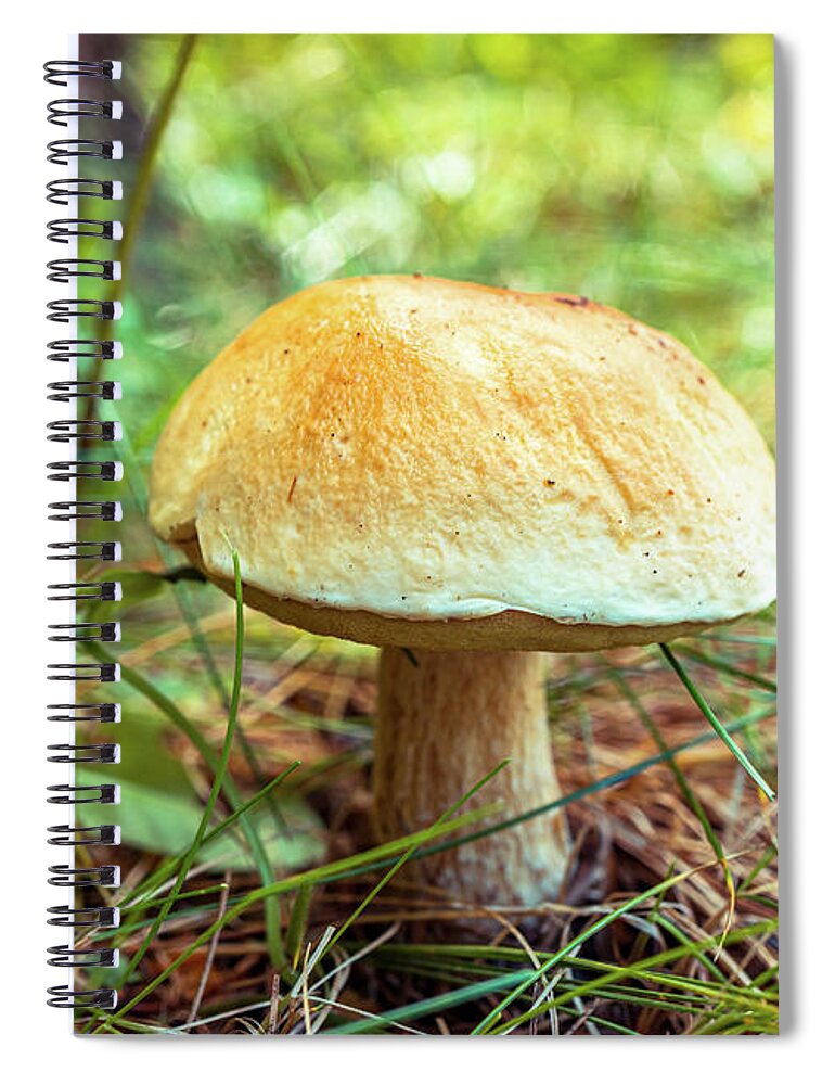 Couple Of Mushrooms Spiral Notebook featuring the photograph Large mushroom by Lilia S