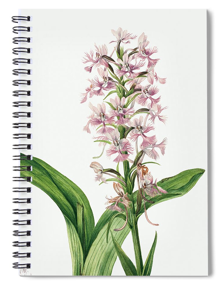 Purple Spiral Notebook featuring the painting Large Purple Fringe Orchid by Mary Vaux Walcott. by World Art Collective