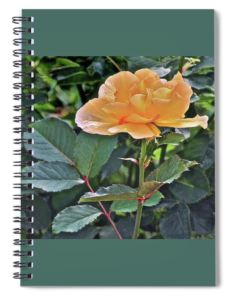 Rose Spiral Notebook featuring the photograph Late Summer Yellow Rose by Janis Senungetuk