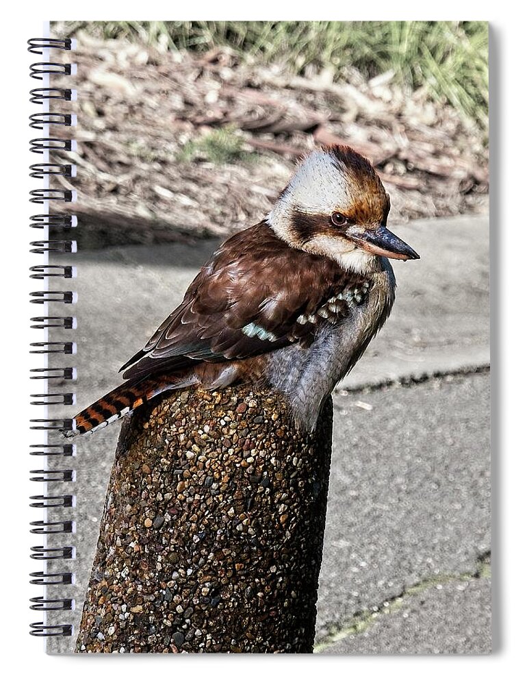 Kookaburra Spiral Notebook featuring the photograph Laughing Kookaburra, Canberra, Australia by Steven Ralser