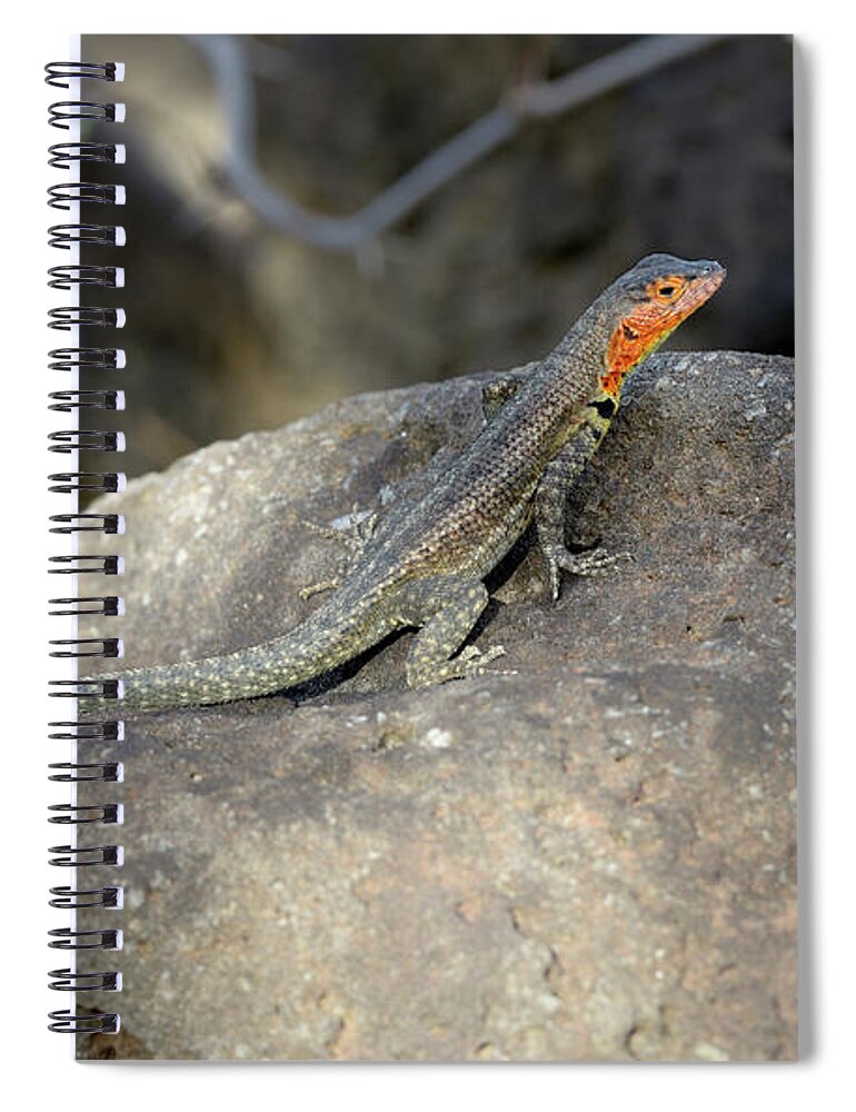 Republic Of Ecuador Spiral Notebook featuring the photograph Lava Lizard, Tropidurus albemarlensis, female in full breeding colors, Santa Cruz Island, Galapagos Islands, Ecuador by Kevin Oke