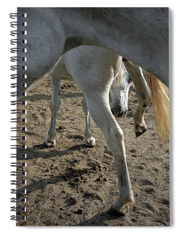 Horses Spiral Notebook featuring the photograph Layers of Mares by M Kathleen Warren