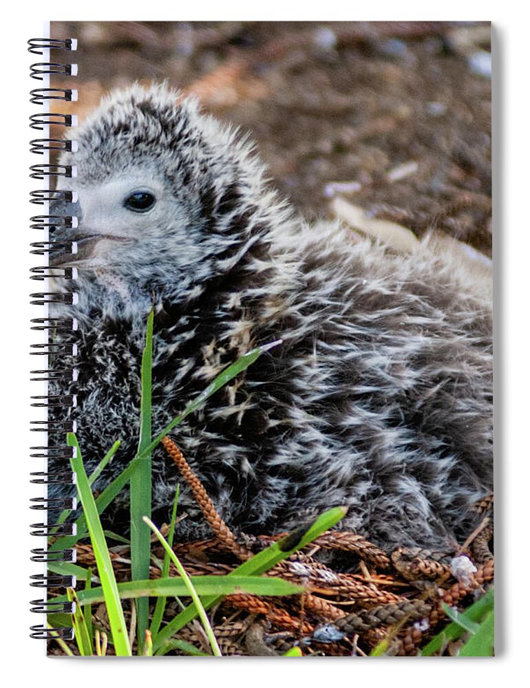 Kauai Spiral Notebook featuring the photograph Laysan Albatross Chick IV. by Doug Davidson