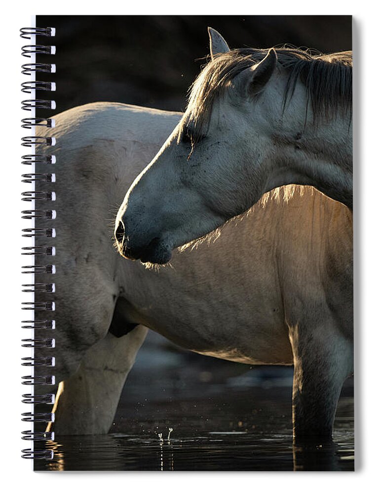 Stallion Spiral Notebook featuring the photograph Lead by Shannon Hastings