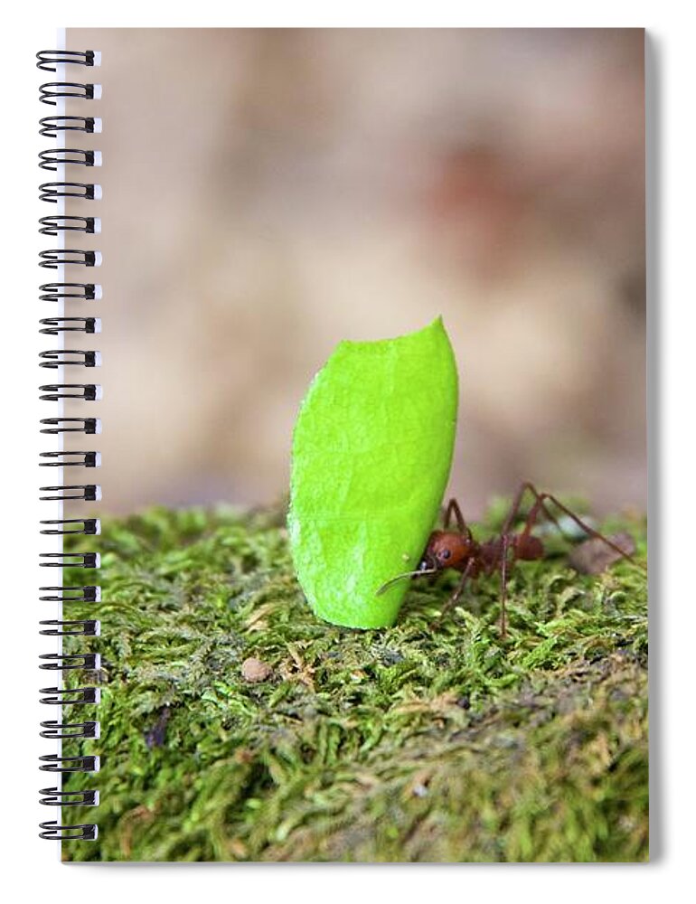 Ant Spiral Notebook featuring the photograph Leaf Cutter Ant by Sean Hannon