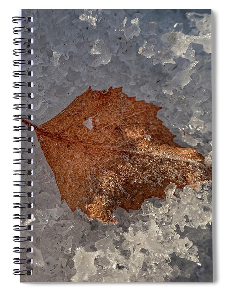 Leaf Spiral Notebook featuring the photograph Leaf On Icy Snow Crystals by Phil And Karen Rispin
