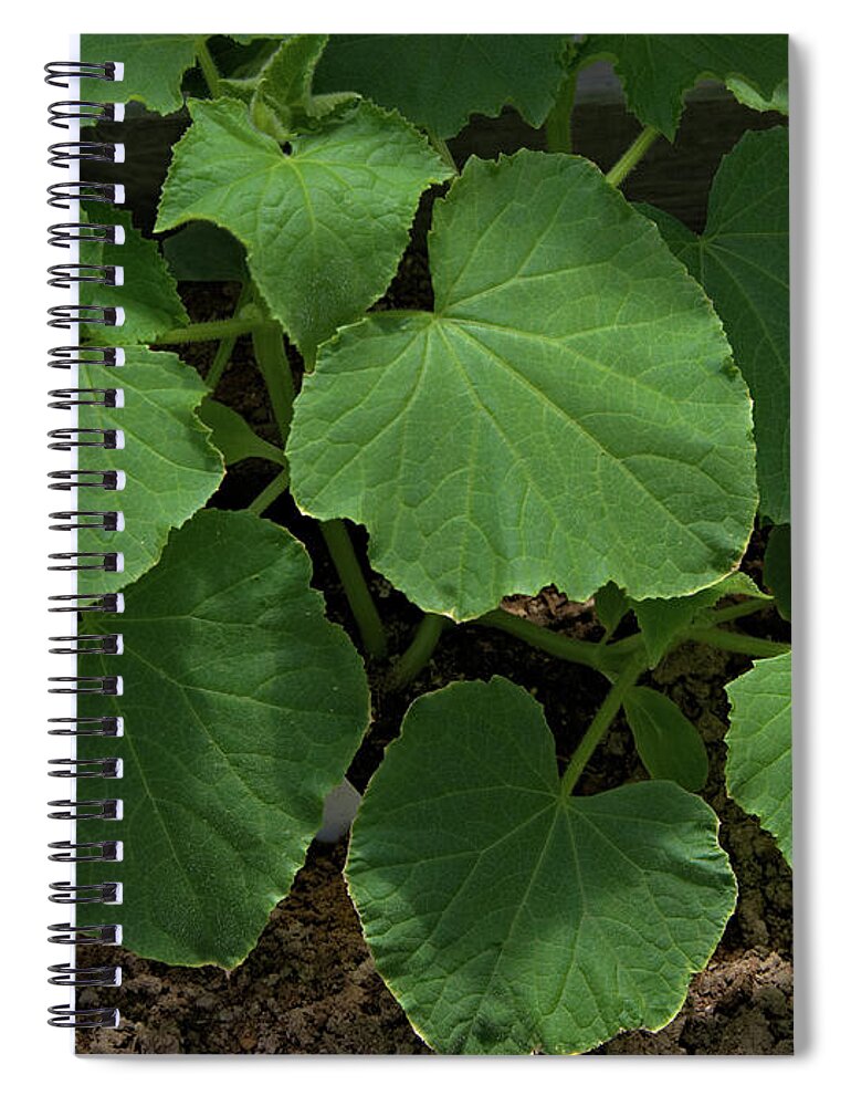 Leaf Spiral Notebook featuring the photograph Leaf Pattern and Texture by Kae Cheatham