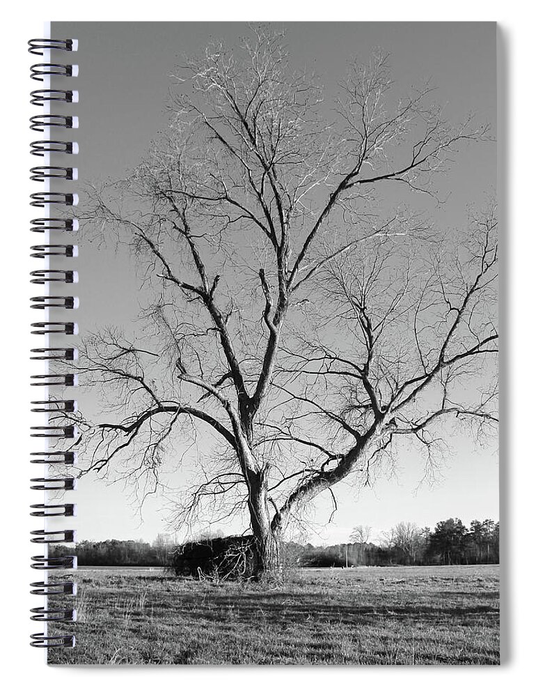Leafless Tree Spiral Notebook featuring the photograph Leafless Tree by Mike McGlothlen