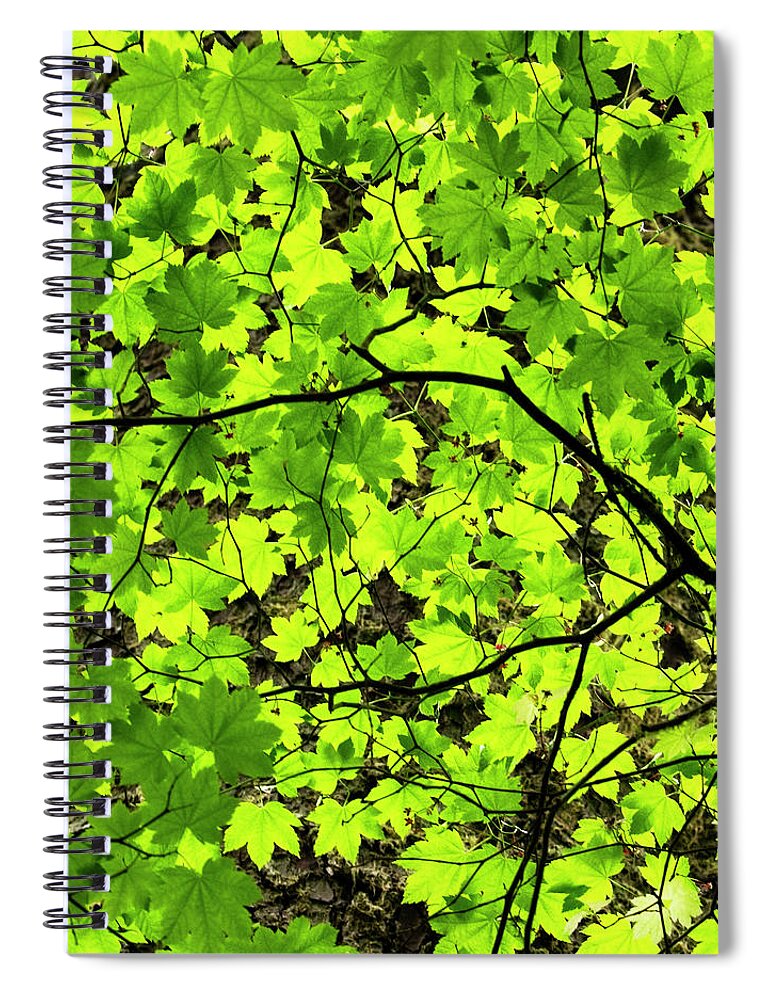 Vine Maple Spiral Notebook featuring the photograph Leaves by Cheryl Day