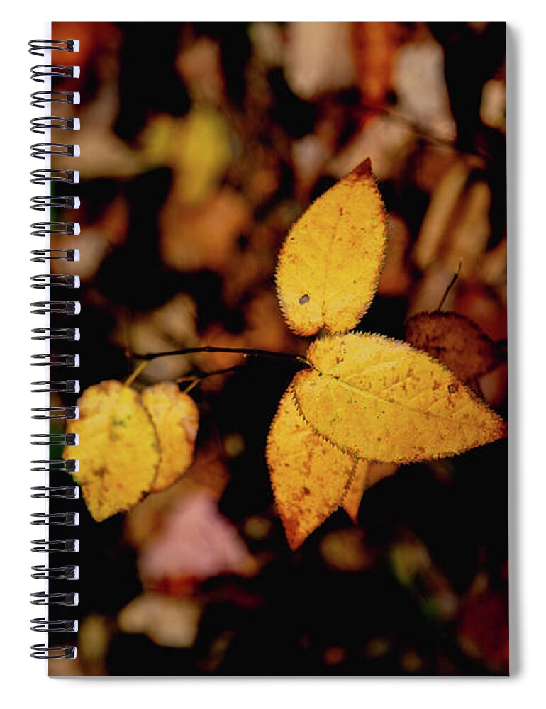 Fall Spiral Notebook featuring the photograph Leaves of Gold by Cindy Robinson