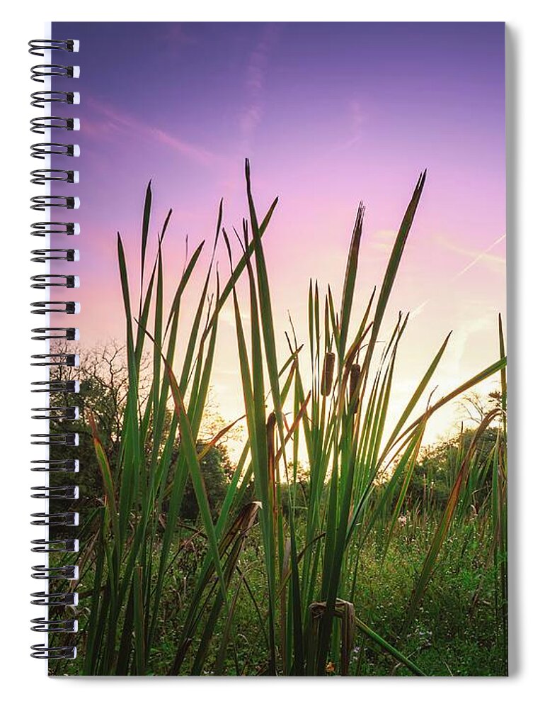 Cattails Spiral Notebook featuring the photograph Lehigh Parkway Cattails at Sunset by Jason Fink