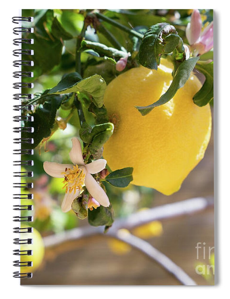 Lemon Tree Spiral Notebook featuring the photograph Lemon blossoms and lovely lemon in the Mediterranean garden by Adriana Mueller