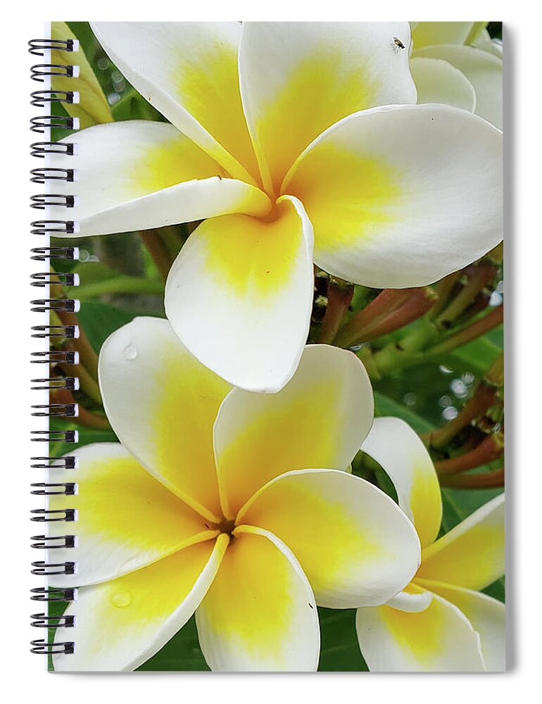 Flowers Spiral Notebook featuring the photograph Lemon Meringue by Tony Spencer