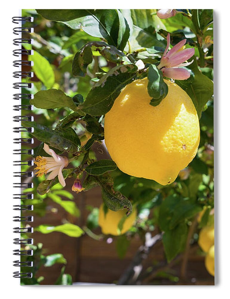 Lemon Tree Spiral Notebook featuring the photograph Blooming lemon tree in the Mediterranean garden by Adriana Mueller
