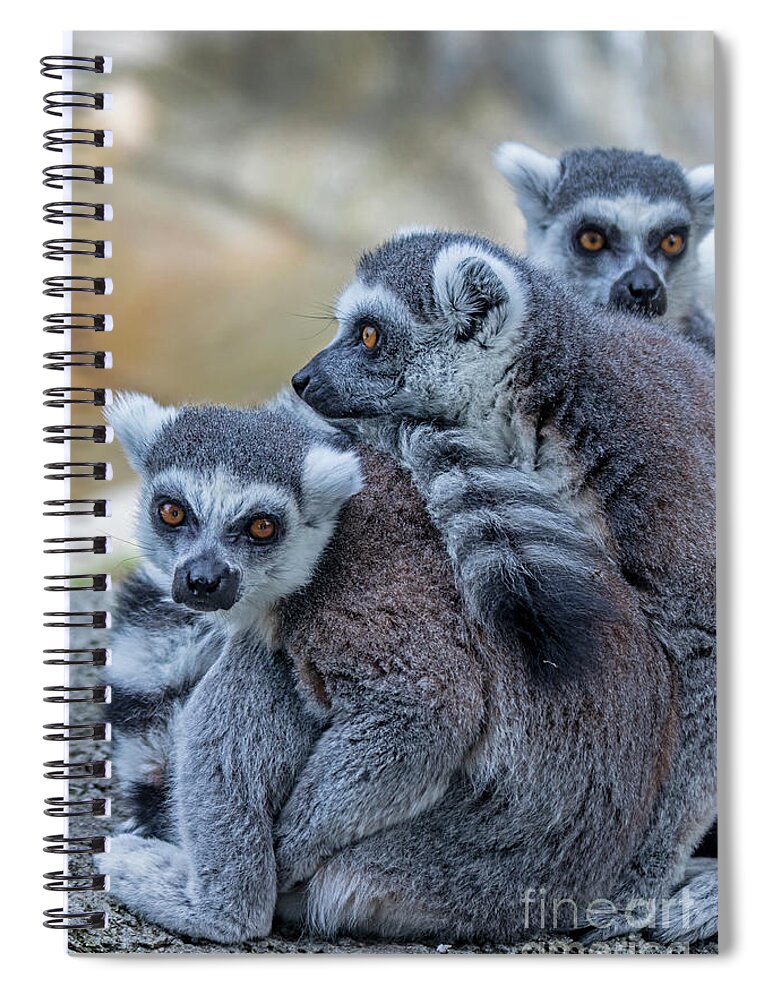 Ringtailed Lemur Spiral Notebook featuring the photograph Lemurs by Jim West
