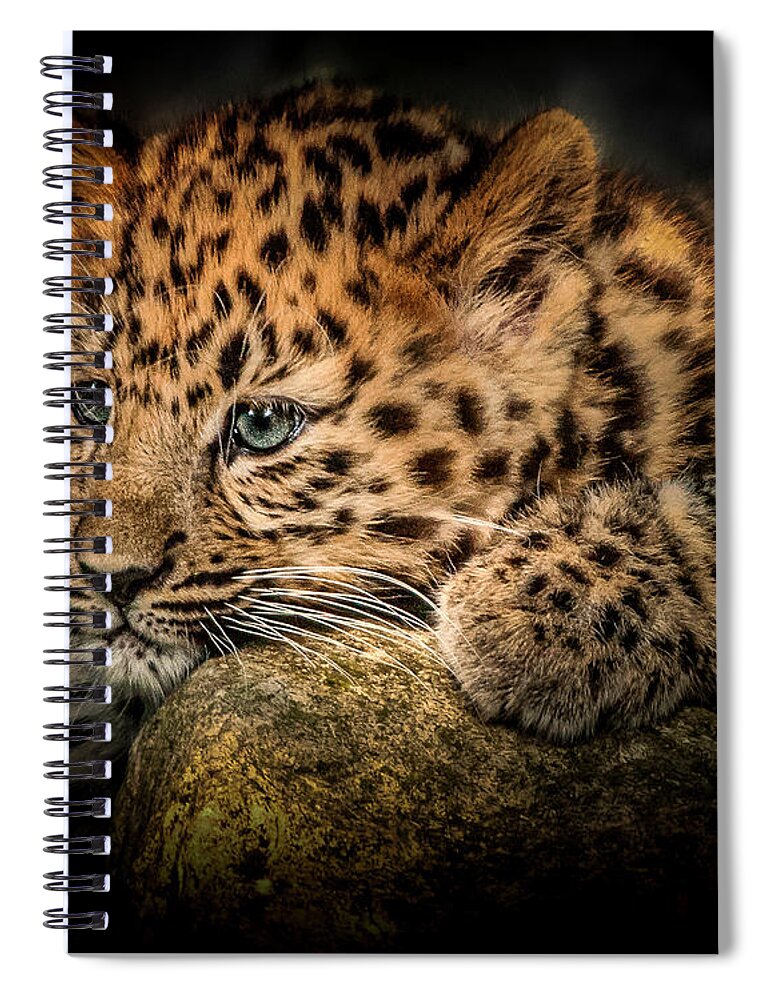 Wild Animal Spiral Notebook featuring the photograph Leopard Cub by Chris Boulton