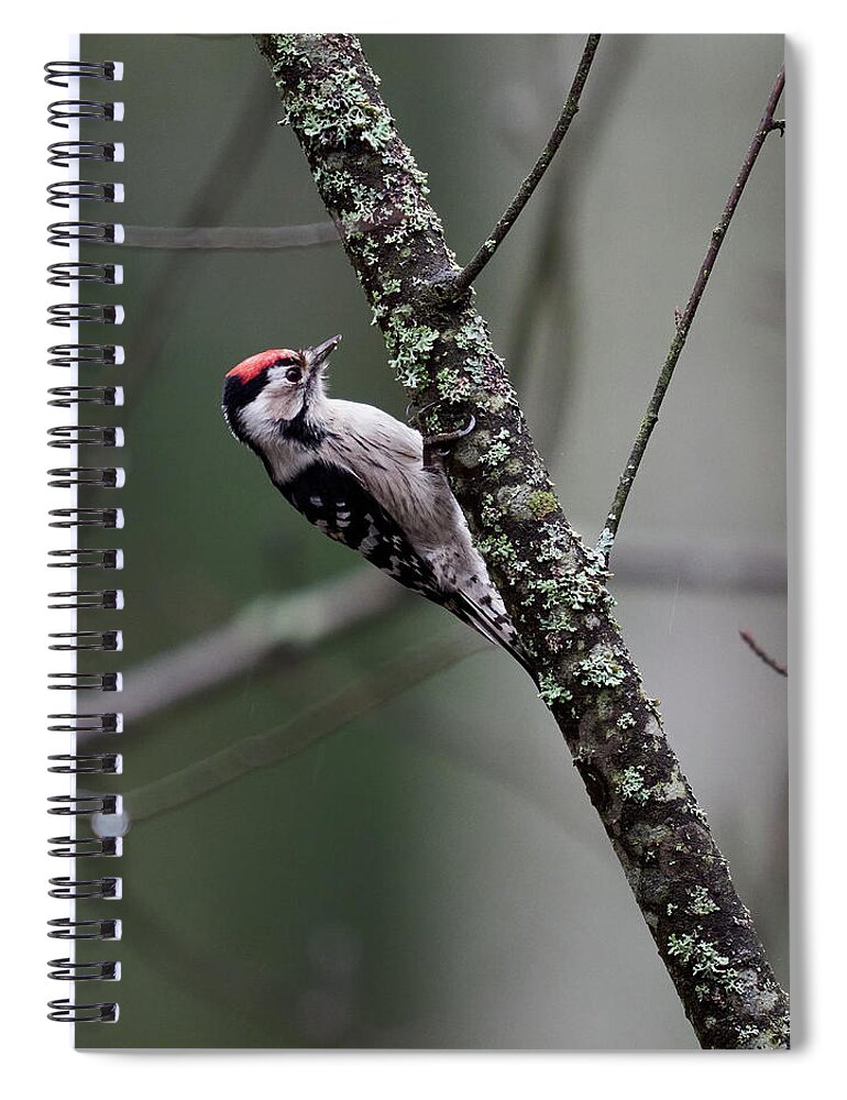 Dendrocopos Minor Spiral Notebook featuring the photograph Lesser spotted woodpecker on one gray day by Jouko Lehto