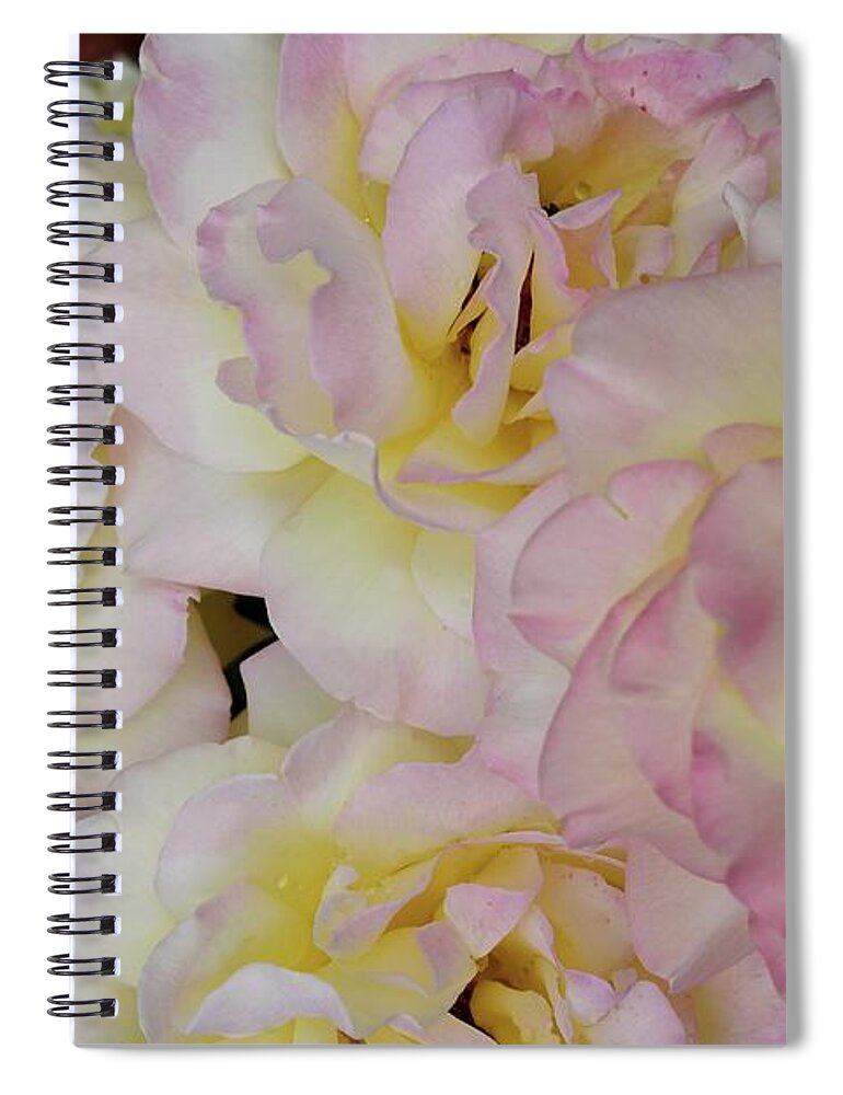Fine Art Spiral Notebook featuring the photograph Let me take you to Fields of Roses 007 by Leonida Arte