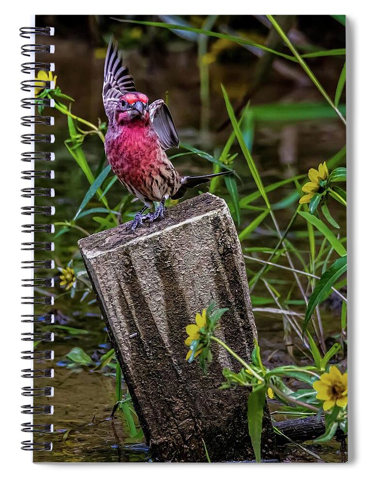 Finch Spiral Notebook featuring the photograph Lets Dance by Brian Shoemaker