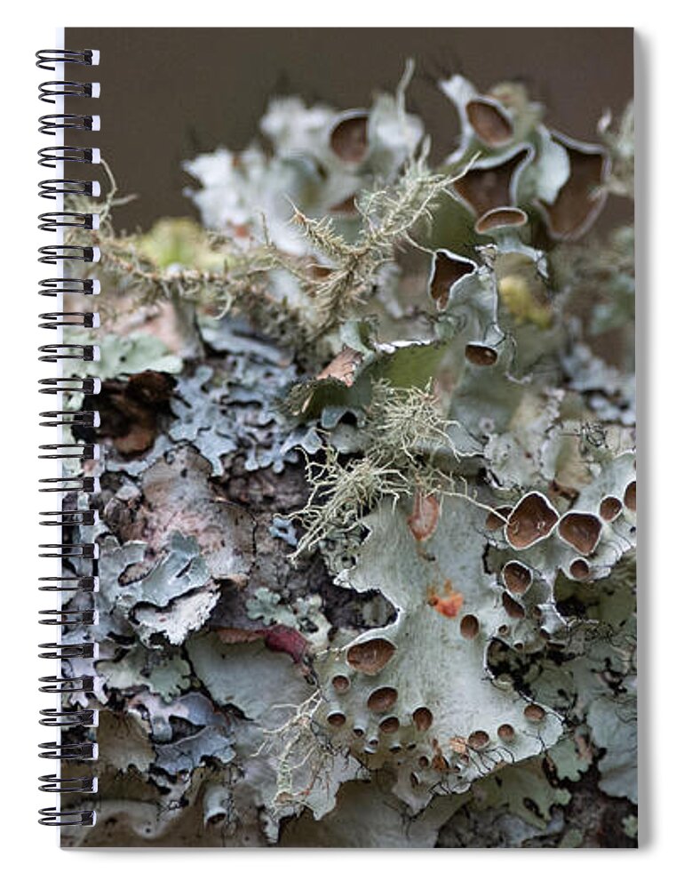 Lichen Spiral Notebook featuring the photograph Lichen Sampler by Linda Bonaccorsi