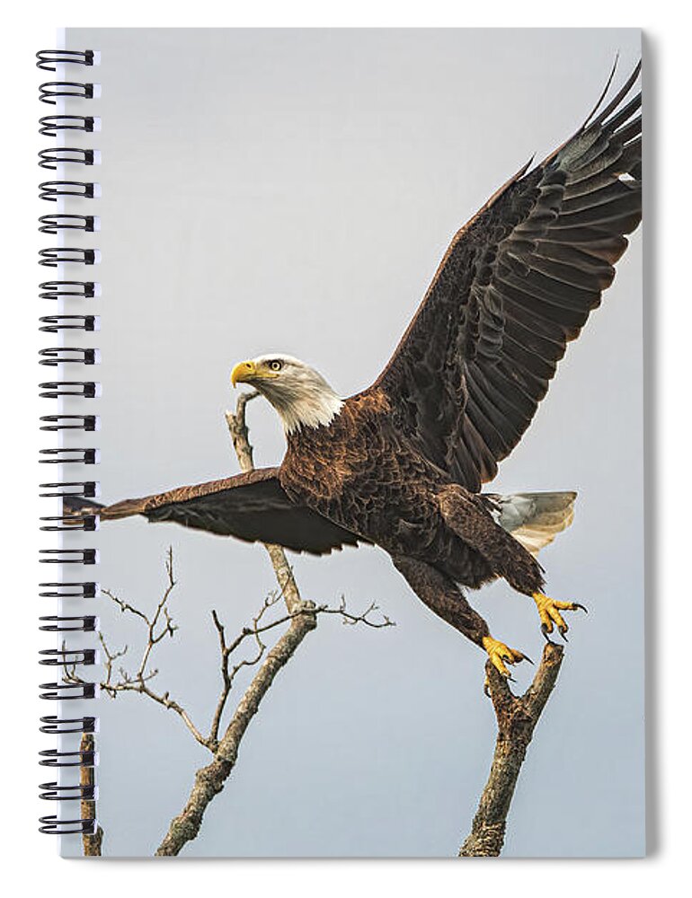 Bald Eagle Spiral Notebook featuring the photograph Liftoff by Linda Shannon Morgan