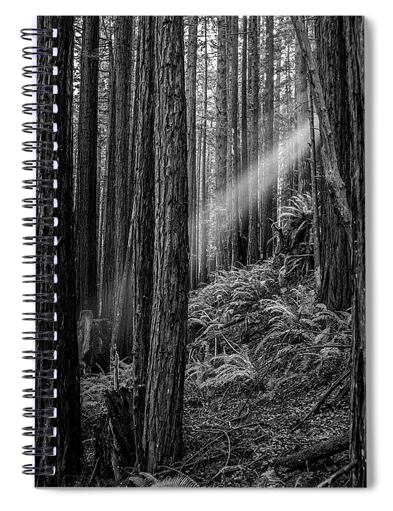Beams Spiral Notebook featuring the photograph Light beam through forest by Mike Fusaro
