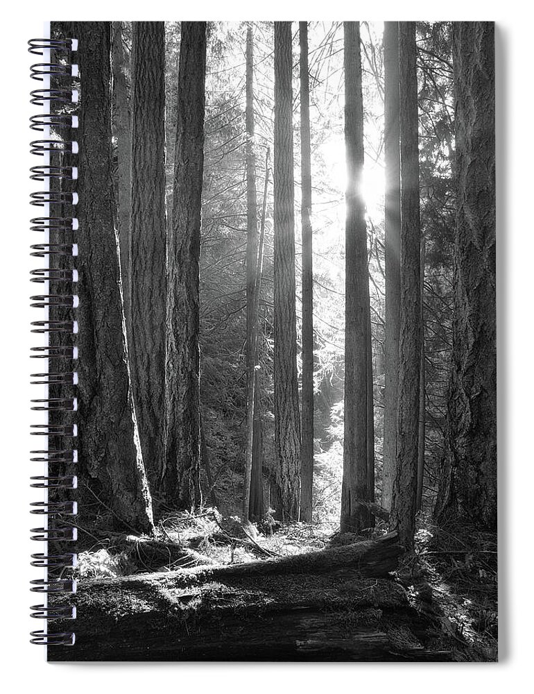 Landscape Spiral Notebook featuring the photograph Light in the Old Growth Black and White by Allan Van Gasbeck