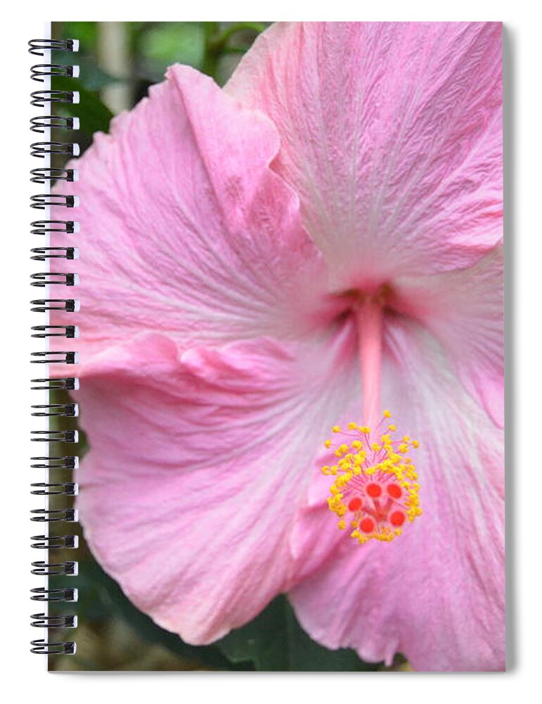 Flower Spiral Notebook featuring the photograph Light Pink Hibiscus 2 by Amy Fose