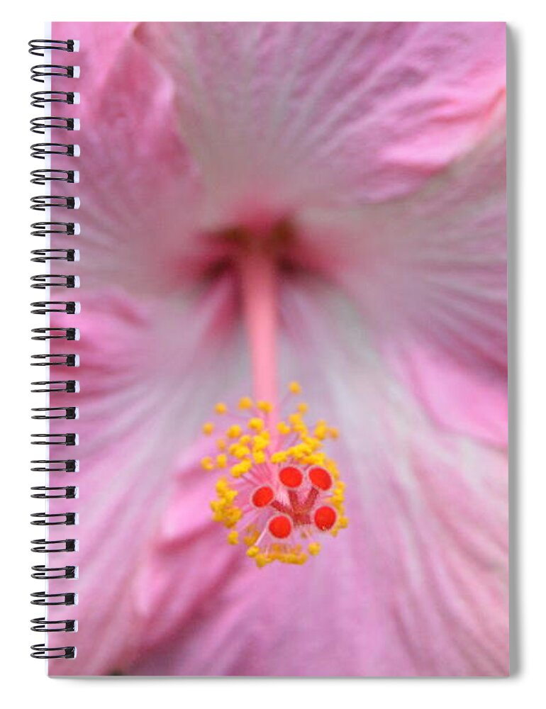 Flower Spiral Notebook featuring the photograph Light Pink Hibiscus 3 by Amy Fose