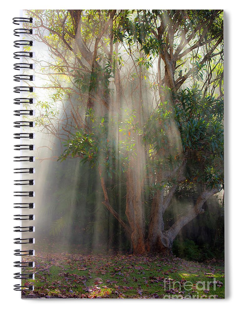 Fall Spiral Notebook featuring the photograph Lightbeams through tree by Sheila Smart Fine Art Photography