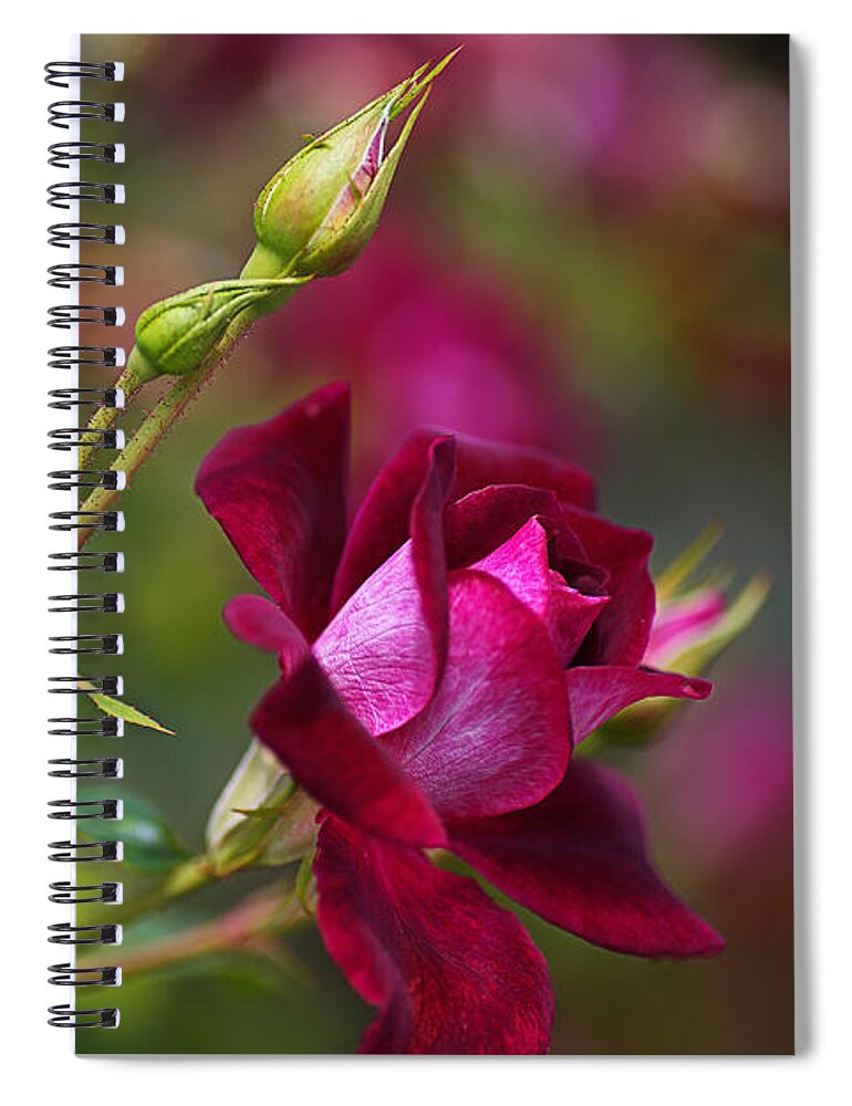 Rose Spiral Notebook featuring the photograph Like Velvet Rose by Joy Watson