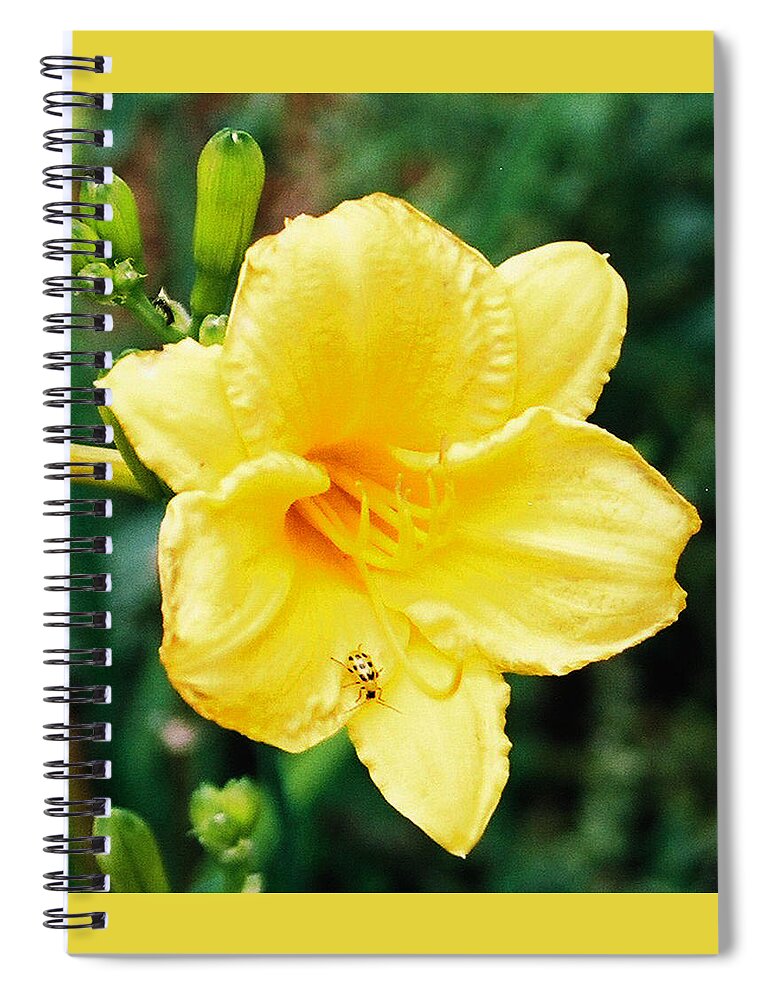 Stella D'oro Spiral Notebook featuring the photograph Lil' Bug on Stella D'Oro by Nancy Ayanna Wyatt