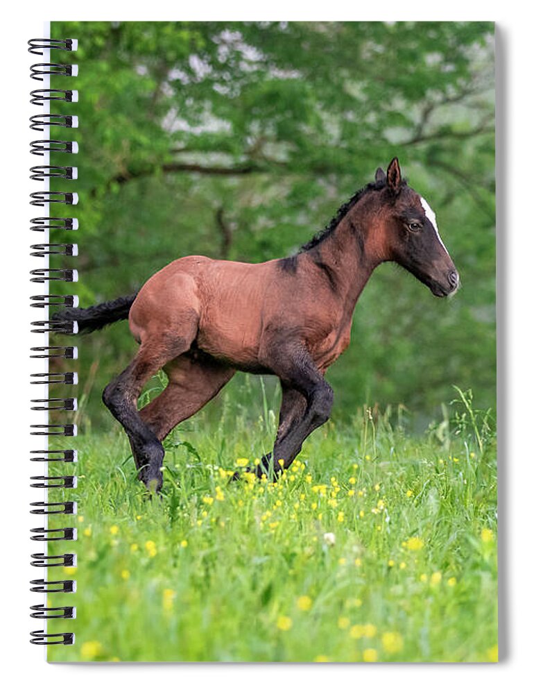Horse Spiral Notebook featuring the photograph Lil Ombre by Holly Ross