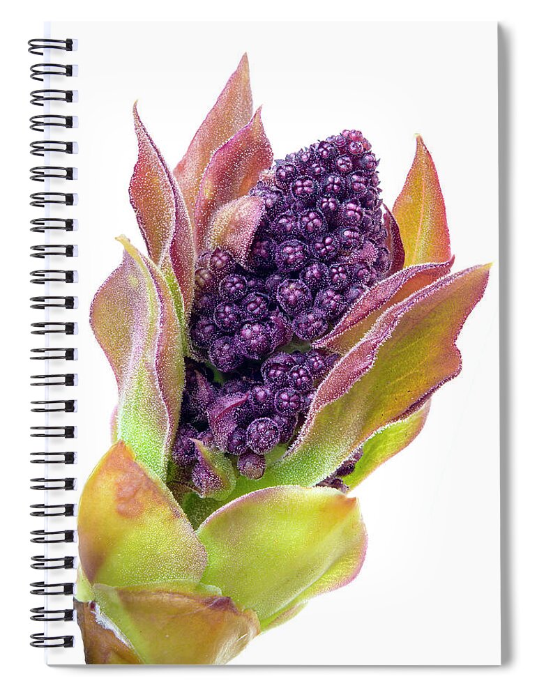 Lilac Spiral Notebook featuring the photograph Lilac bud by Jim Hughes
